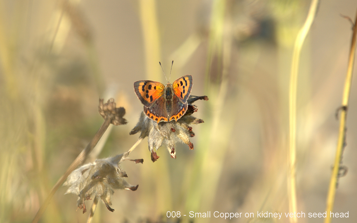 008 - Small Copper on kidney vetch seed head